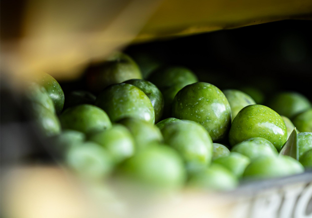 ノチェッラーラ・デル・ベリーチェ（Nocellara del Belice）