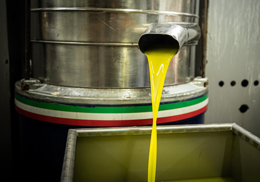 オリーブオイル生産時の写真