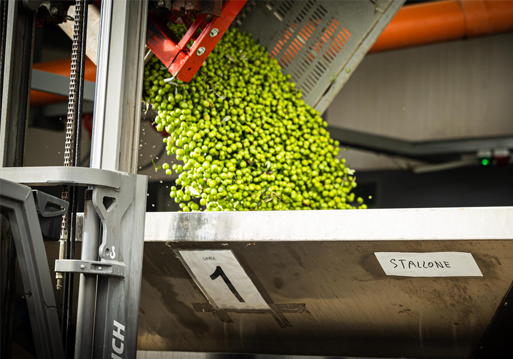 大量のオリーブ制作工程の写真