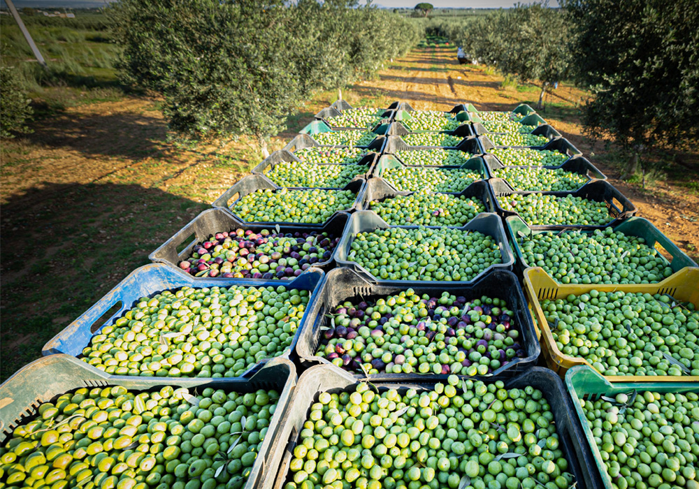 収穫された大量のオリーブ