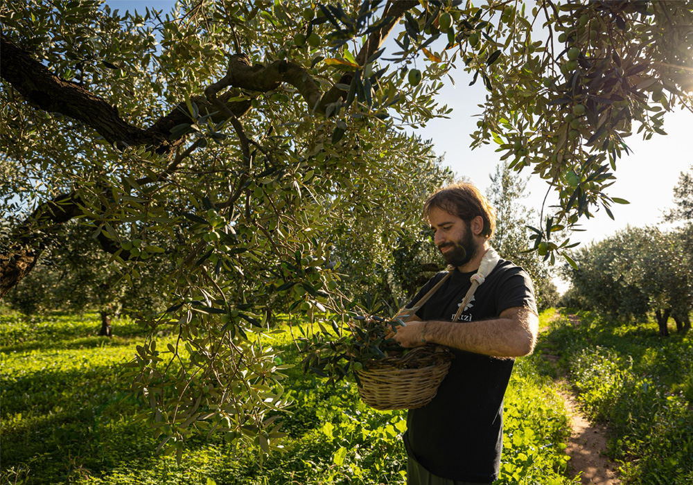 メルキオッレ・スタッローネがオリーブを収穫する様子