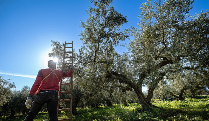 人生で“確かなもの”を感じたい時に味わうオリーブオイル