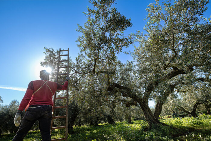 人生で“確かなもの”を感じたい時に味わうオリーブオイル