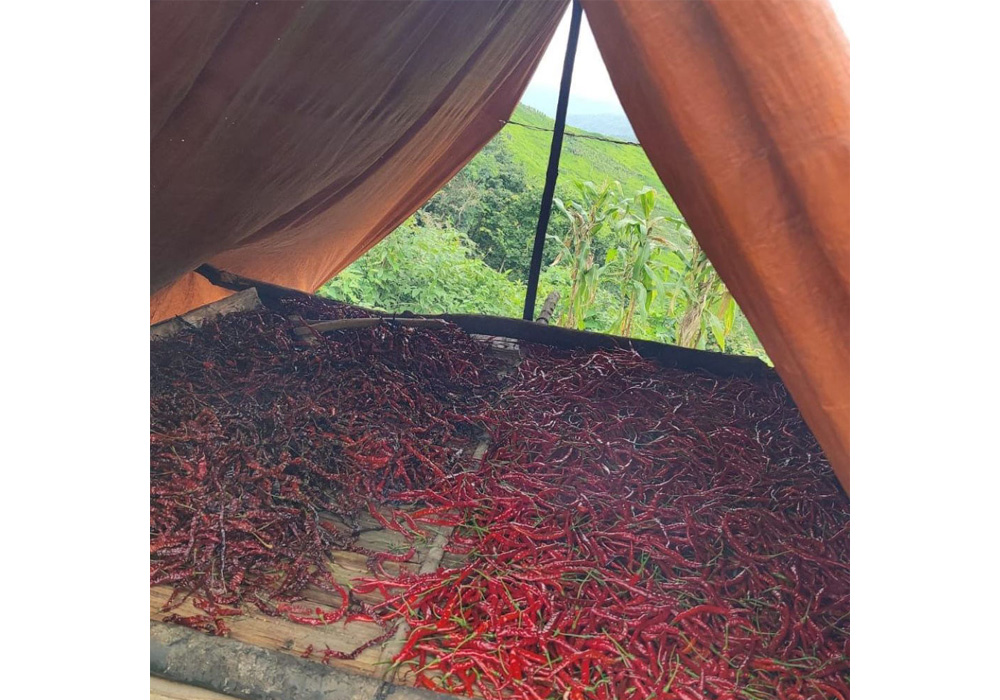 シラーラーコング・チリを燻製にする様子