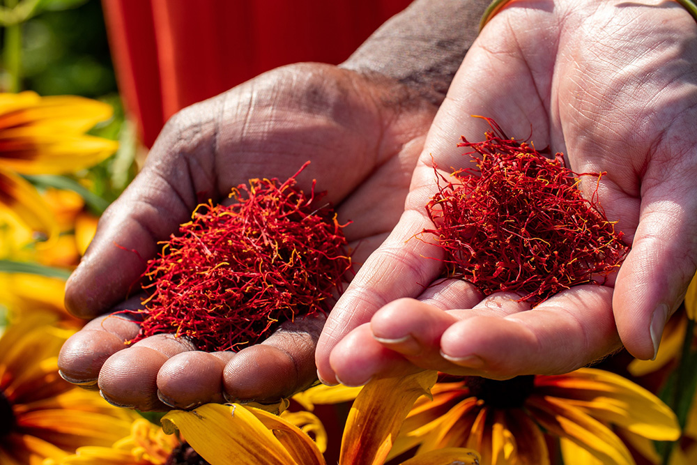 サステナブルな農業を支える高付加価値作物、米国産サフランに注目！