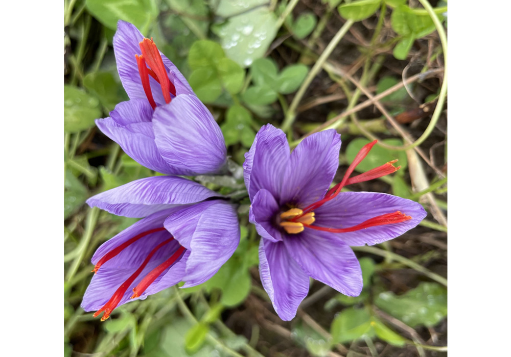 クロッカスの写真