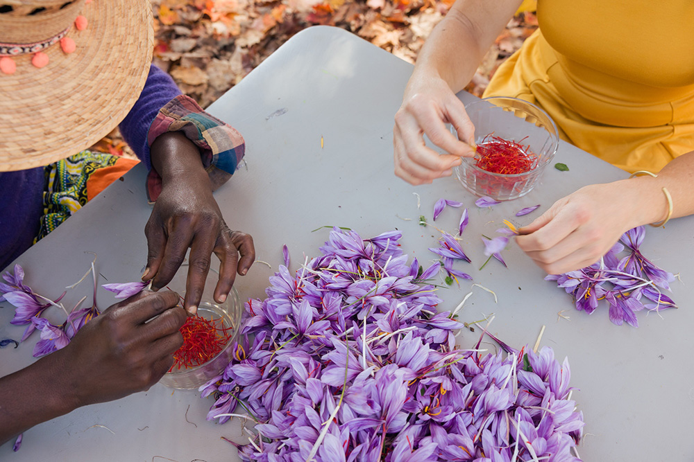 クロッカスの赤いめしべを手作業で取る