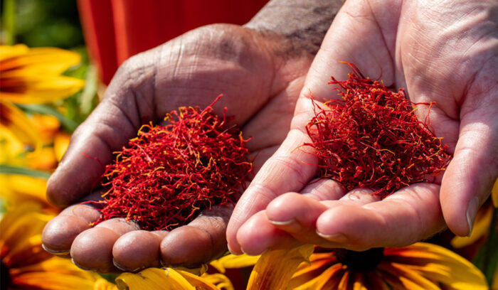 サステナブルな農業を支える高付加価値作物、米国産サフランに注目！