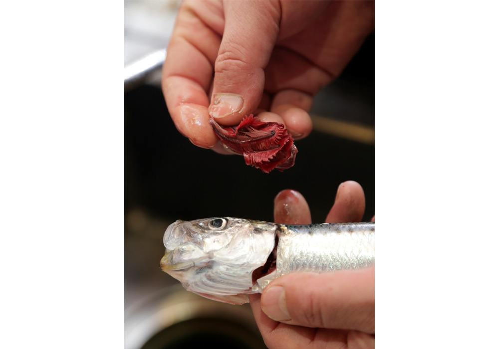 ［１］エラを取る