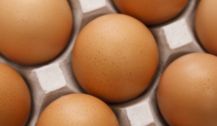 鶏を明るく元気にする循環農法の堆肥「オーガニック卵」