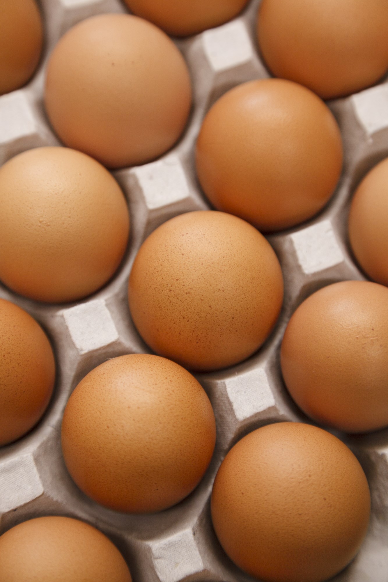 鶏を明るく元気にする循環農法の堆肥「オーガニック卵」［山梨］未来に届けたい日本の食材 #53