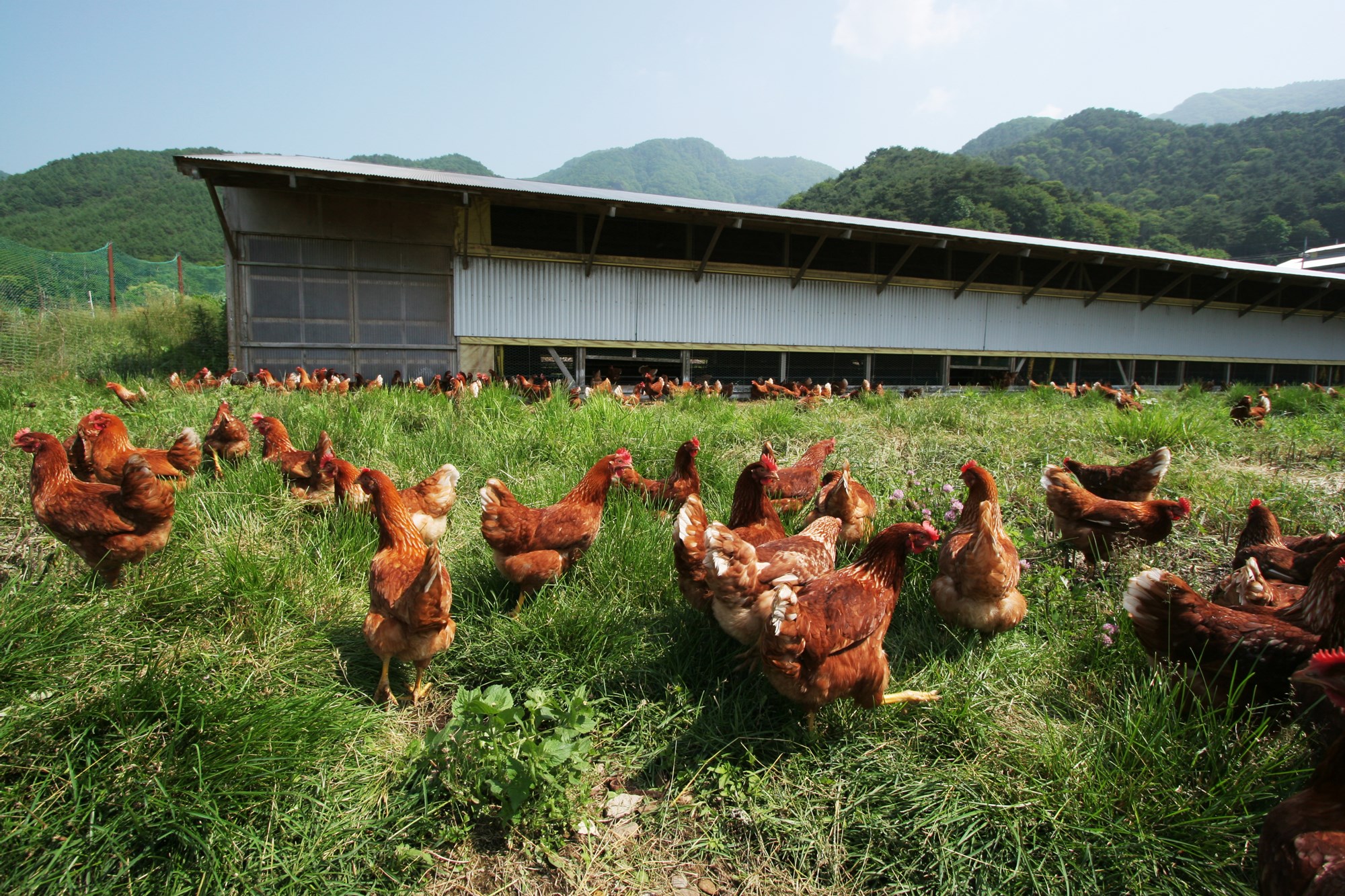 生後70 ～ 80日で農場に来る鶏はちょうど小学生くらい。平飼いの場合、鶏が卵をあちこちに産まないよう、約1カ月はしつけの期間にあてられる。