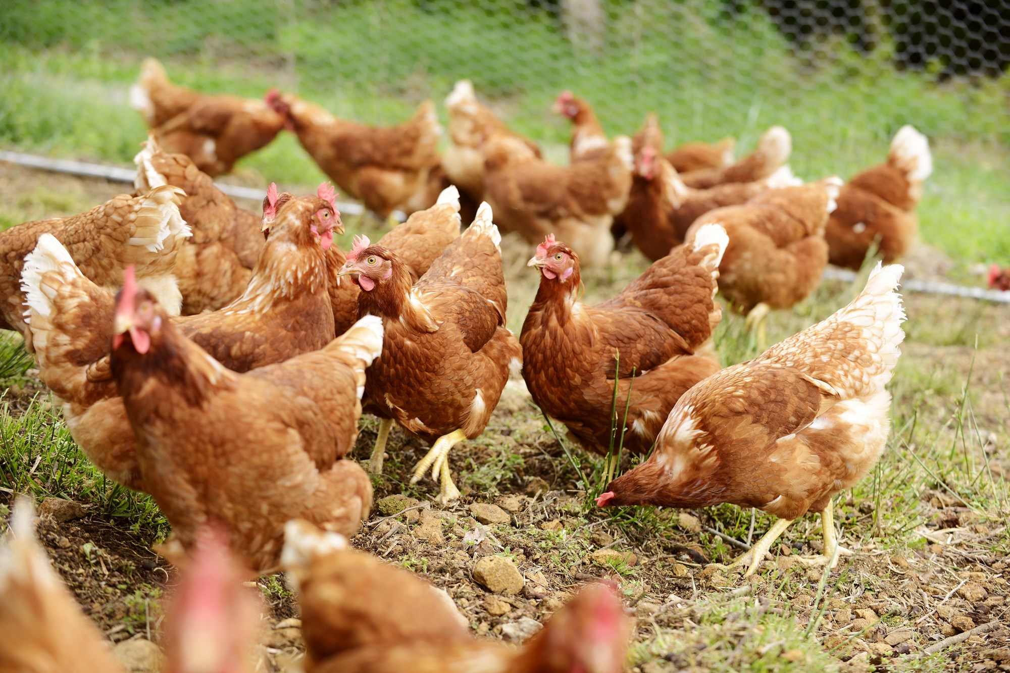 卵を産み始めるのは生後120日後。黒富士農場の鶏は毛並みに艶があり、目が生き生きとしている。