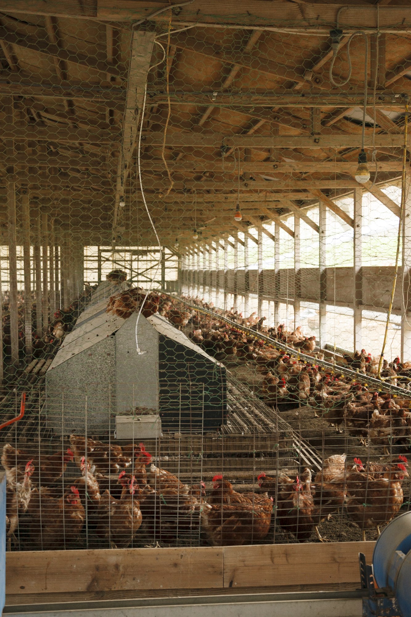 卵を集めるためのネスト台は鶏舎の中央に設けられている。