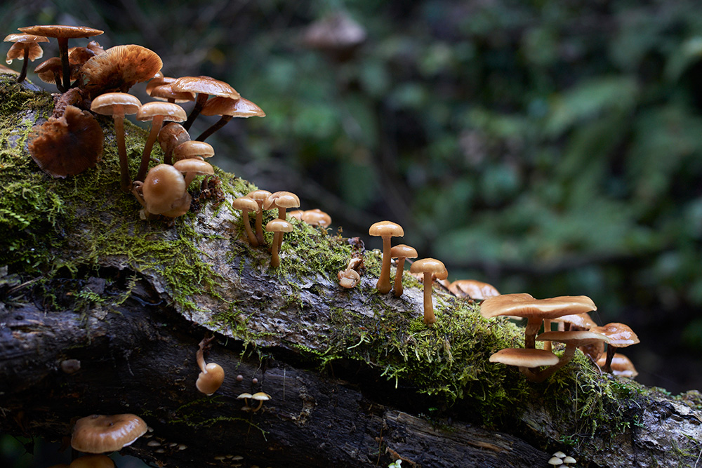 はえてるキノコ