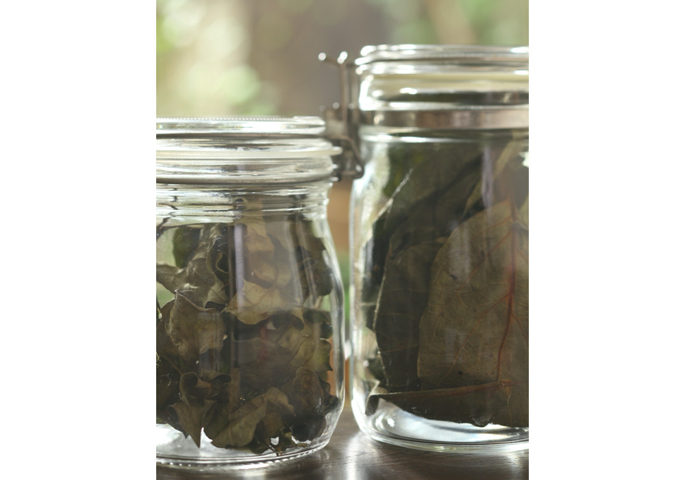 柿の葉、ドクダミ、熊笹でも