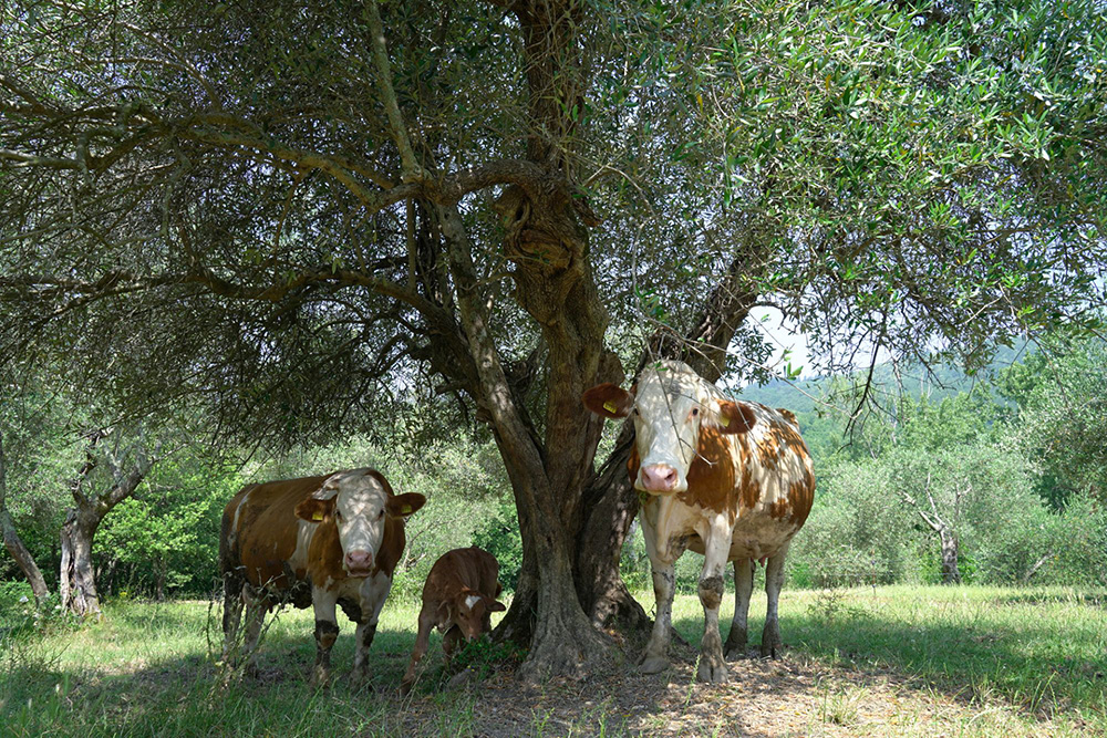 動物たちは半放牧
