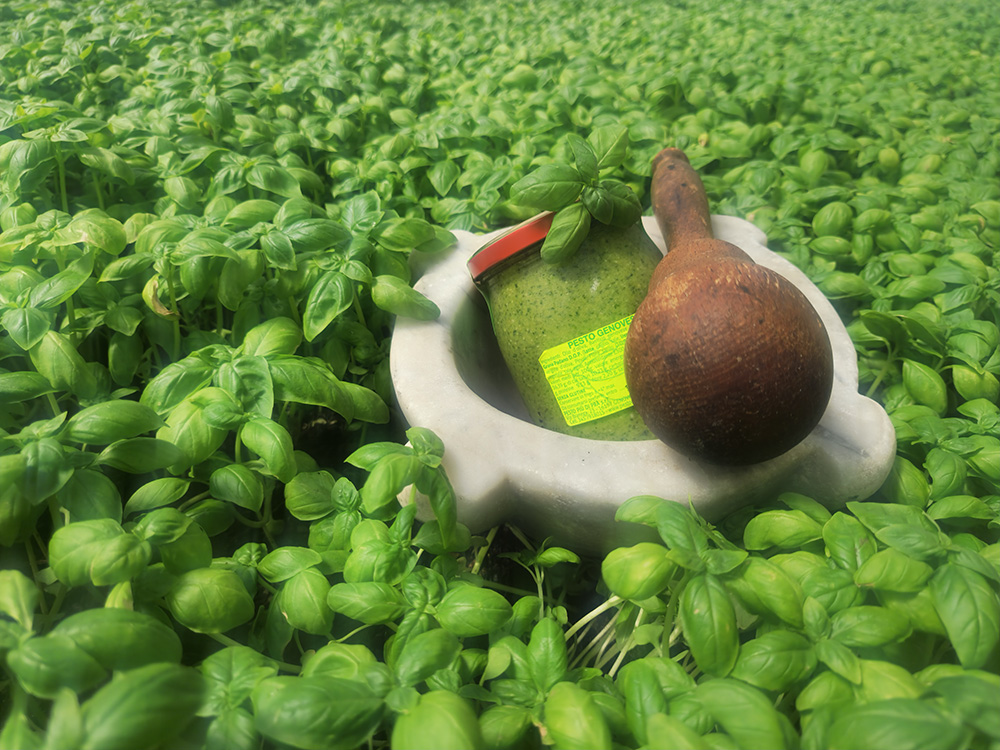 バジルの海の若葉が香るジェノヴェーゼソース