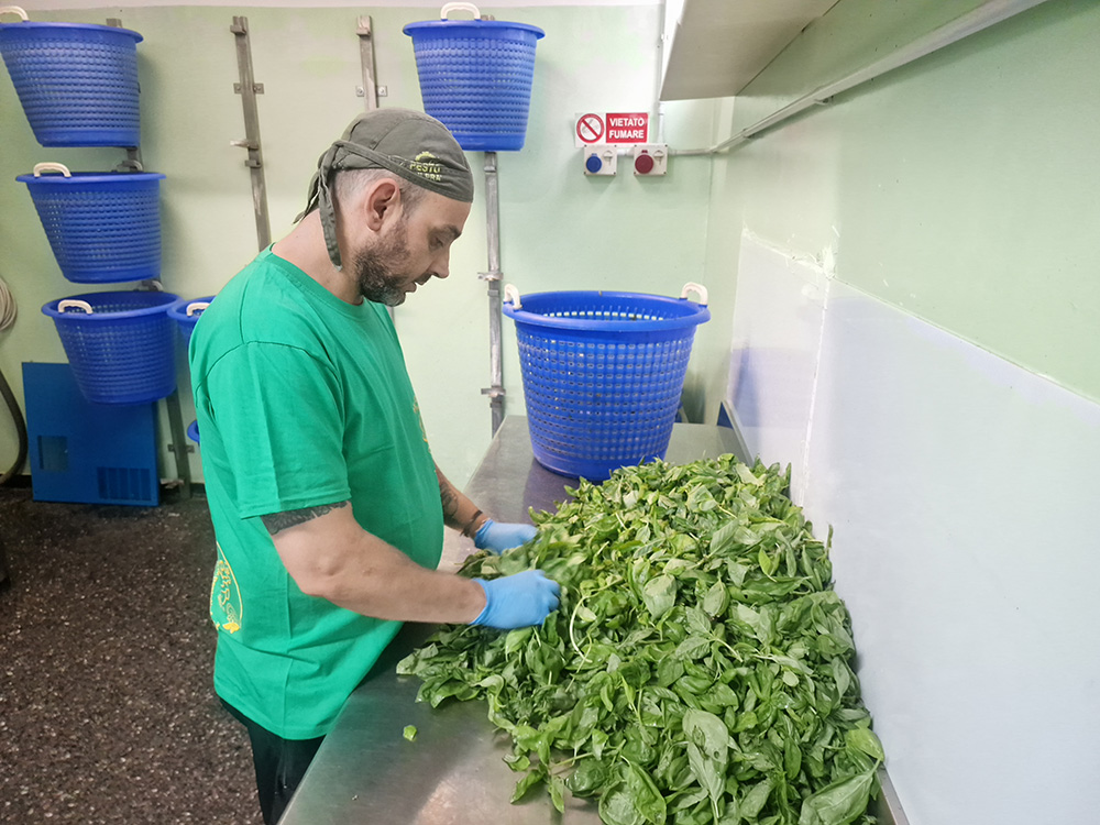 マイコル（Maikol）