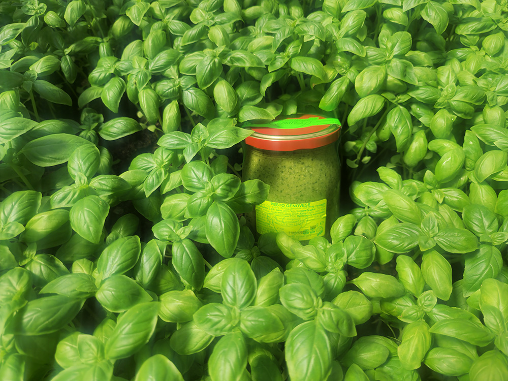 ペストジェノヴェーゼ