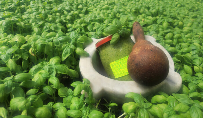 バジルの海の若葉が香るジェノヴェーゼソース