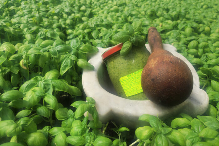 バジルの海の若葉が香るジェノヴェーゼソース