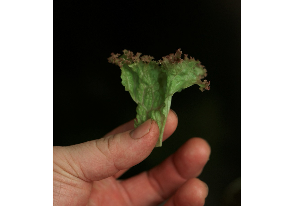 葉は三角形にちぎる