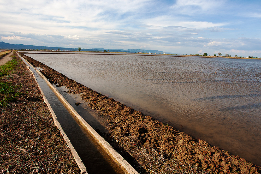 “マリスマ”の自社田