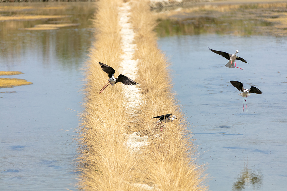 ソリハシセイタカシギ