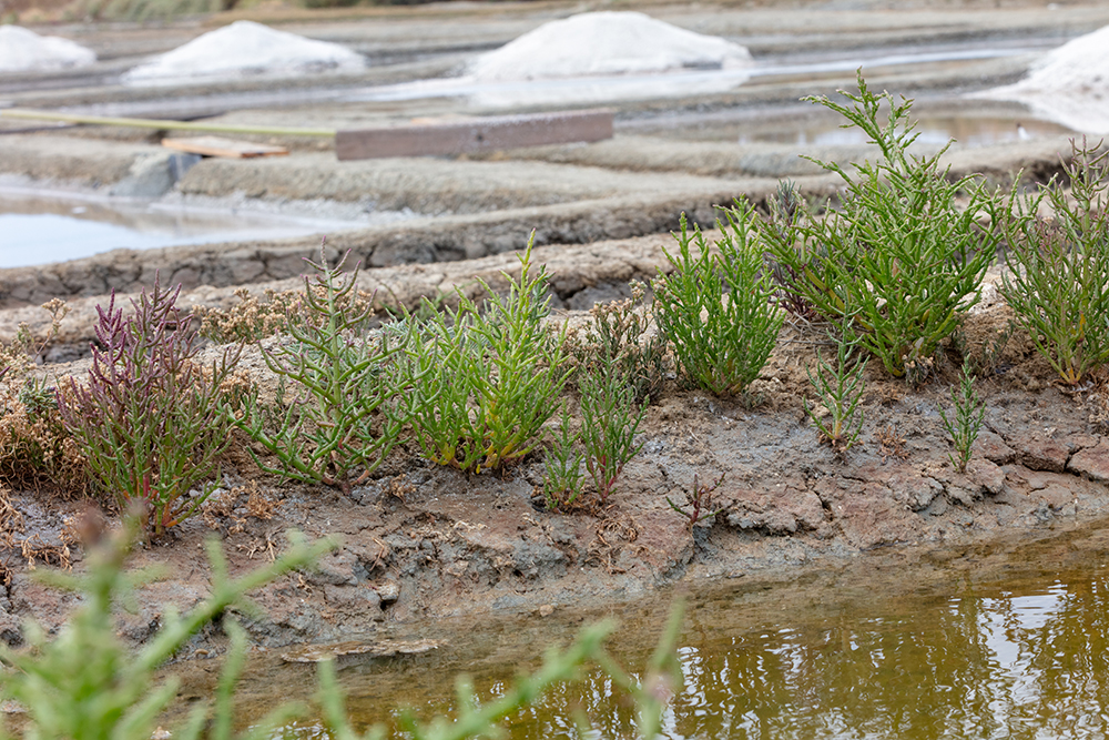 サリコルヌ（シーアスパラガス）