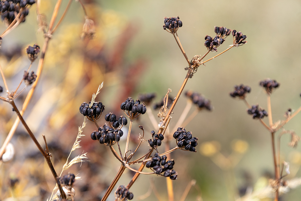 多年草のマセロン