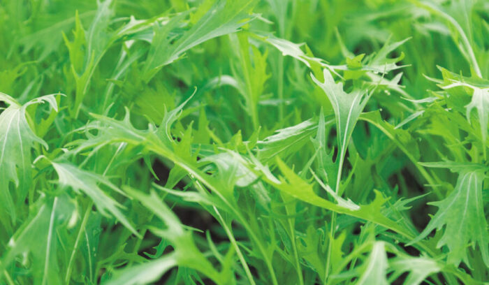 生命力に溢れる自然農法の野菜「有機野菜＆大豆」