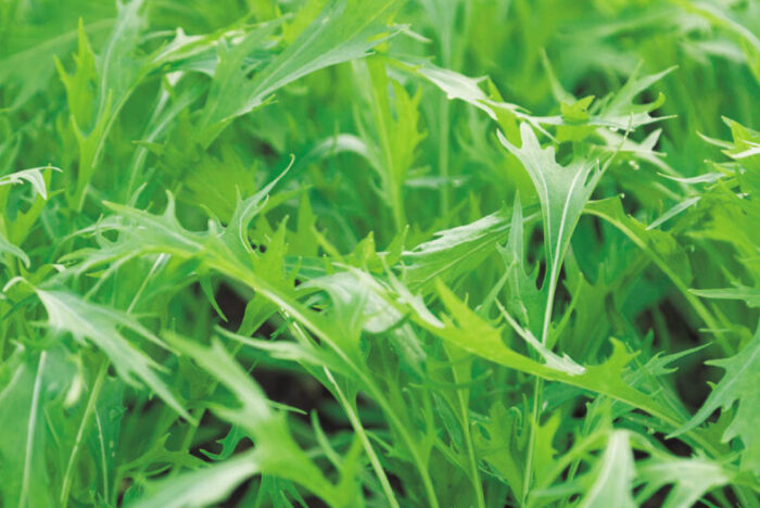 生命力に溢れる自然農法の野菜「有機野菜＆大豆」