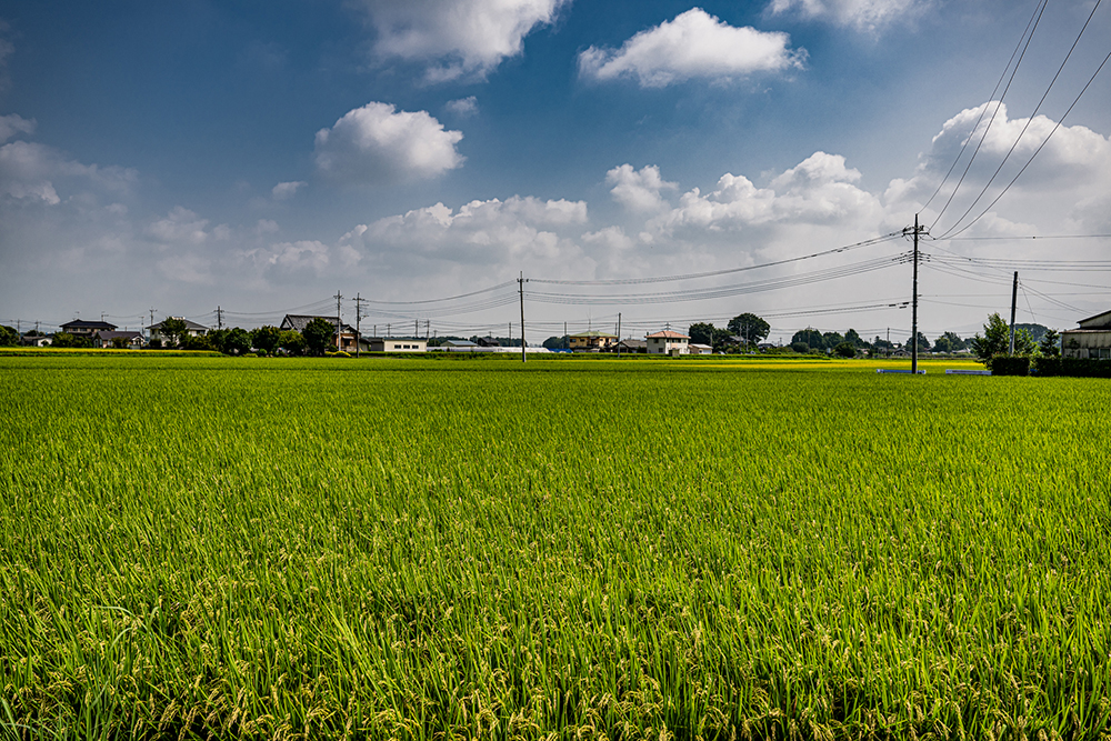 茨城県西部・筑波山の裾野に広がる田園地帯、筑西市桑山