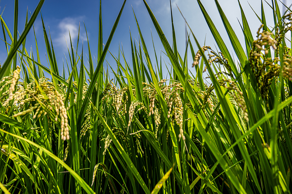 稲穂