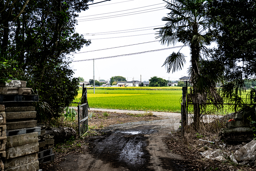 田んぼ
