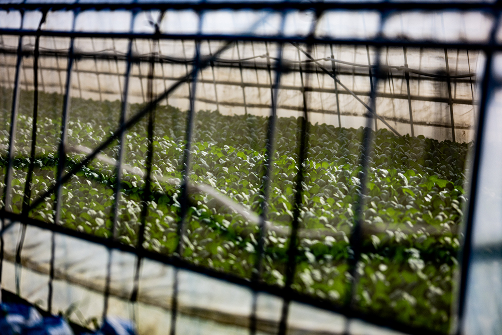 外からハウス内を見る