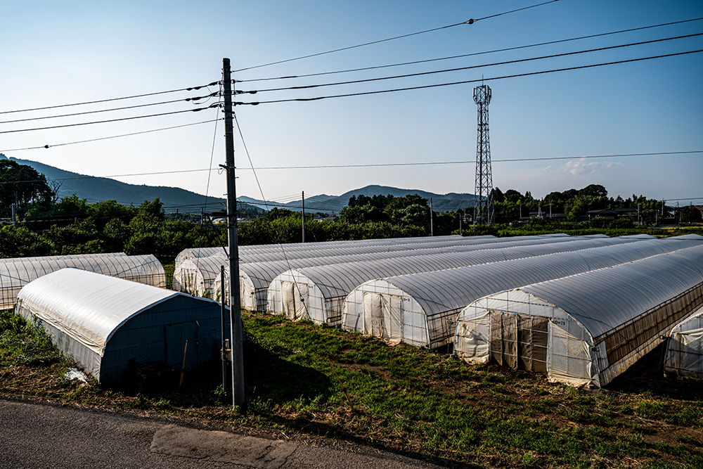 76棟のビニールハウス