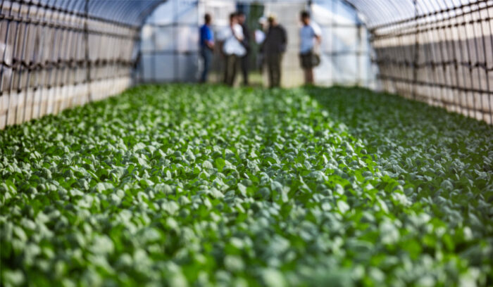 こうして料理人は自然の代弁者になる。５人のシェフが茨城の産地に教わること。