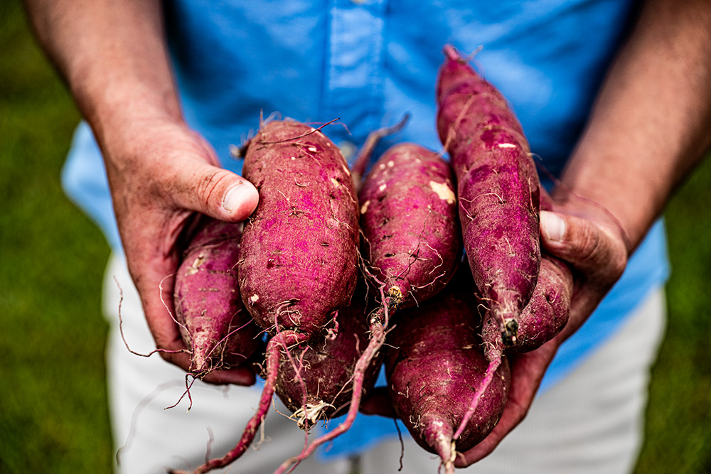 土から掘り起こされたサツマイモ