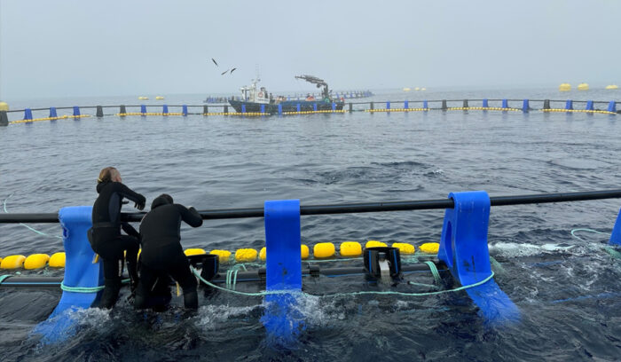 マグロで“バスクブランド”確立なるか。ゲタリア沖でマグロの蓄養実験開始
