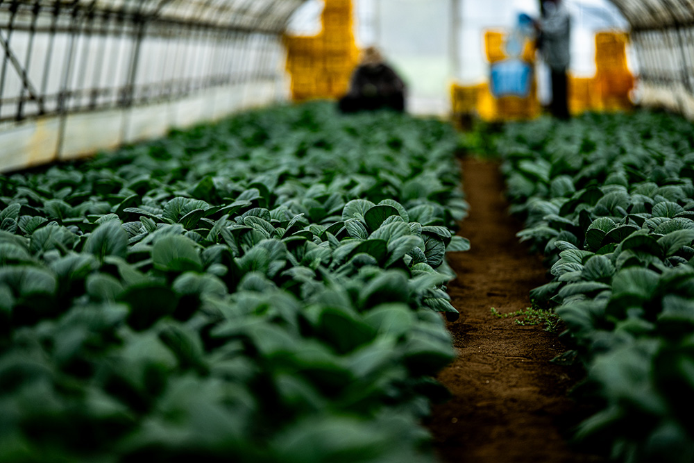 ふかふかの土に濃い緑色が映える