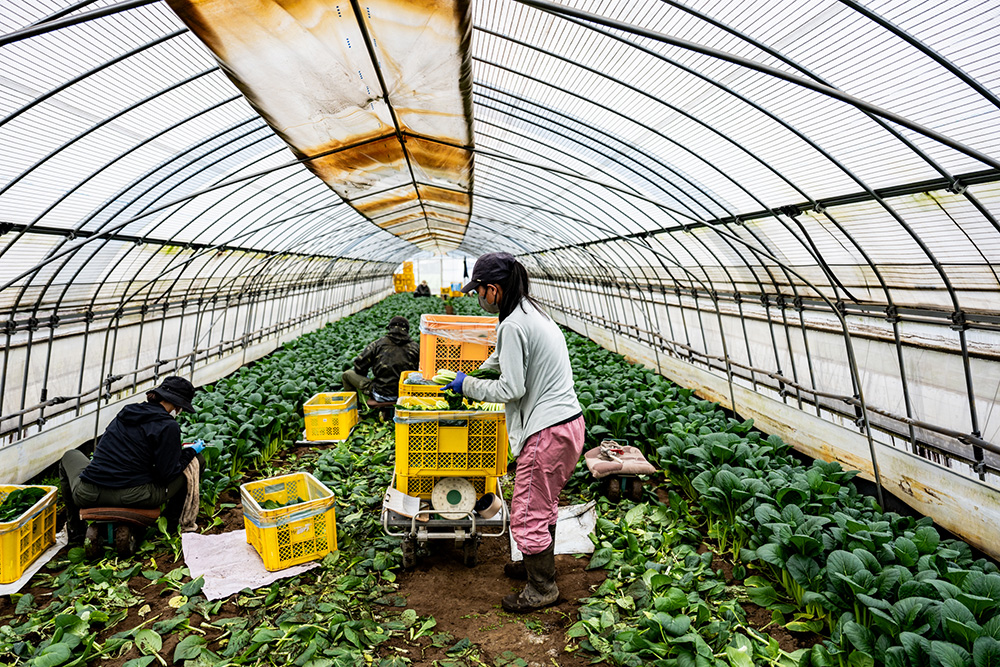 ハウス内での作業の様子