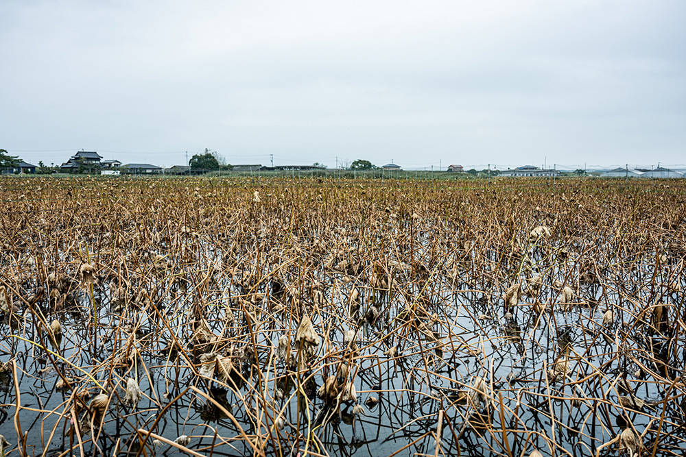 秋の圃場