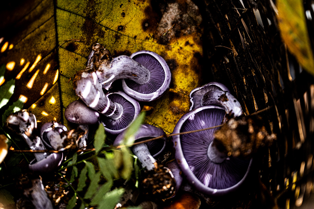 ムラサキシメジ