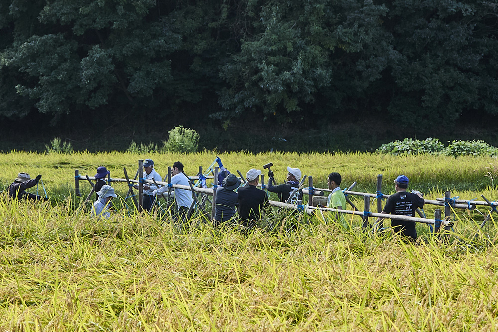 稲刈りを控えて、はざ掛けの準備