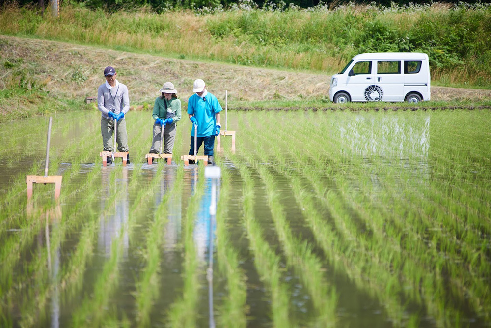 中野式除草機でひたすら地道に草取り