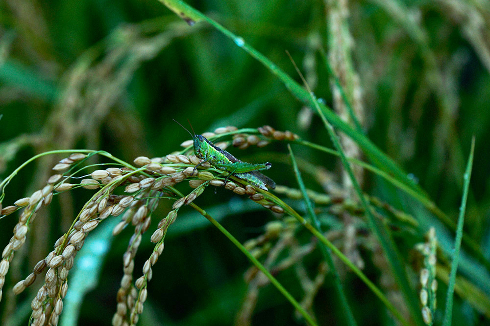 水域には棲みかを移す生き物も