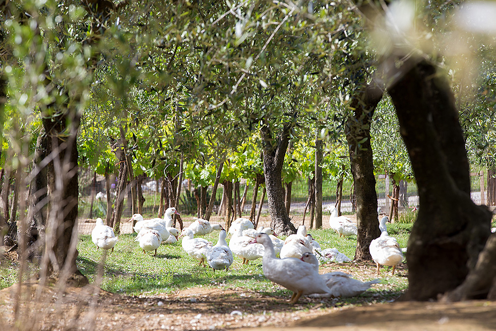 鴨のムータ（Muta）種