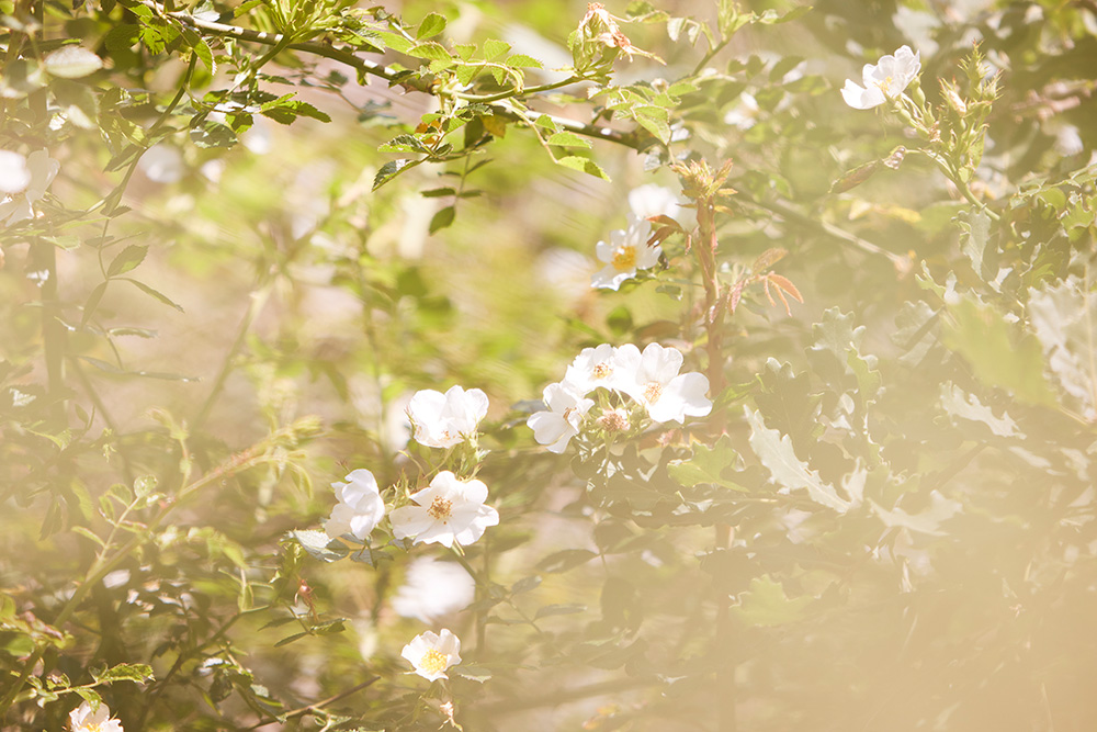 ラベンダーやホップ、サンジョベーゼ種のブドウやオリーブの木など